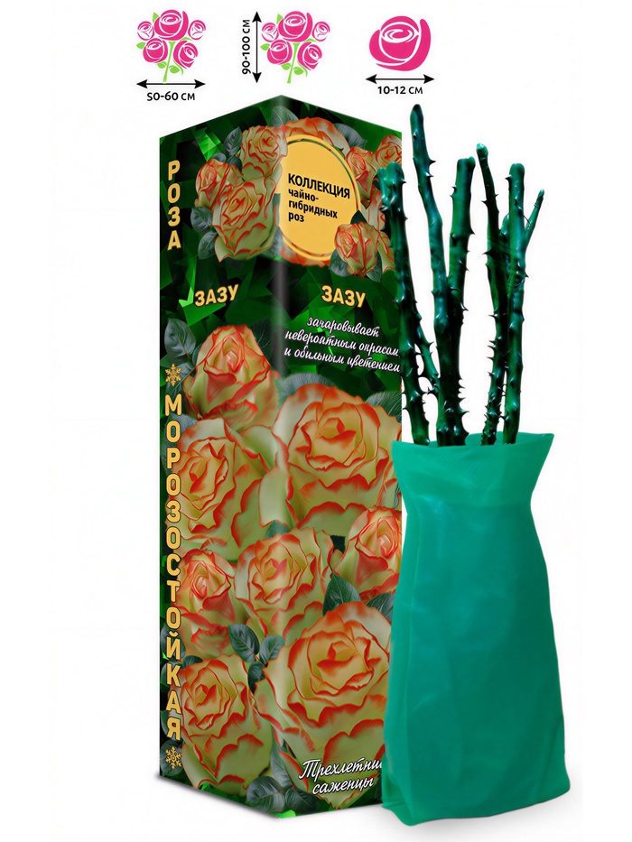 Саженец Роза чайно - гибридная «Зазу», 1 шт., Весна 2026 - Фото 1