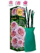 Саженец Роза Зе Прайд Чайно-гибридная, 1 шт. Весна 2026  (артикул 10920998)  большой выбор товаров оптом и в розницу по низким ценам с доставкой