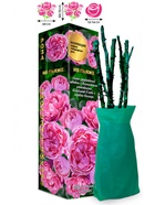 Саженец Роза Ив Пьяже Чайно-гибридная, 1 шт. Весна 2026  (артикул 10920999)  большой выбор товаров оптом и в розницу по низким ценам с доставкой