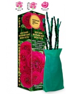 Саженец Роза Иоганн Вольфганг фон Гете Чайно-гибридная, 1 шт. Весна 2026  (артикул 10921002)  большой выбор товаров оптом и в розницу по низким ценам с доставкой