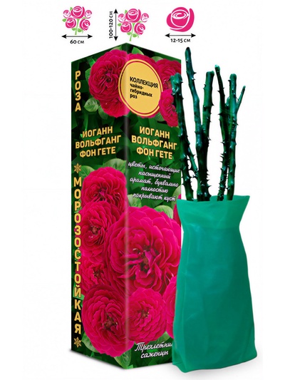 Саженец Роза чайно - гибридная «Иоганн Вольфганг фон Гете», 1 шт., Весна 2026