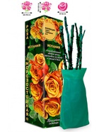 Саженец Роза Испания Чайно-гибридная, 1 шт. Весна 2026  (артикул 10921003)  большой выбор товаров оптом и в розницу по низким ценам с доставкой