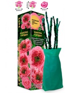 Саженец Роза Кантри Гарден Чайно-гибридная, 1 шт. Весна 2026  (артикул 10921004)  большой выбор товаров оптом и в розницу по низким ценам с доставкой