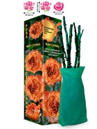 Саженец Роза Каралуна Чайно-гибридная, 1 шт. Весна 2026  (артикул 10921006)  большой выбор товаров оптом и в розницу по низким ценам с доставкой