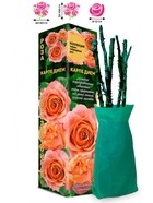 Саженец Роза Карпе Дием Чайно-гибридная, 1 шт. Весна 2026  (артикул 10921007)  большой выбор товаров оптом и в розницу по низким ценам с доставкой