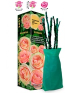 Саженец Роза Кахала Чайно-гибридная, 1 шт. Весна 2026  (артикул 10921011)  большой выбор товаров оптом и в розницу по низким ценам с доставкой