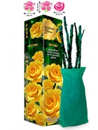 Саженец Роза Керио Чайно-гибридная, 1 шт. Весна 2026  (артикул 10921012)  большой выбор товаров оптом и в розницу по низким ценам с доставкой