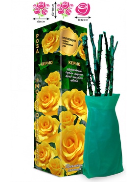 Саженец Роза чайно - гибридная «Керио», «Золотая Сотка Алтая», 1 шт., Весна 2026