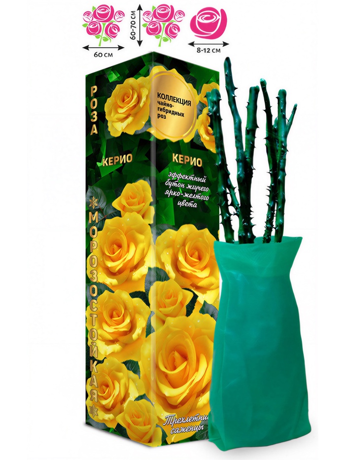 Саженец Роза чайно - гибридная «Керио», «Золотая Сотка Алтая», 1 шт., Весна 2026 - Фото 1