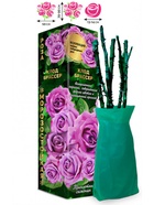 Саженец Роза Клод Брассер Чайно-гибридная, 1 шт. Весна 2026  (артикул 10921013)  большой выбор товаров оптом и в розницу по низким ценам с доставкой