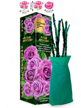 Саженец Роза чайно - гибридная «Клод Брассер», «Золотая Сотка Алтая», 1 шт., Весна 2026