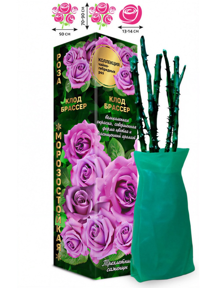 Саженец Роза чайно - гибридная «Клод Брассер», «Золотая Сотка Алтая», 1 шт., Весна 2026