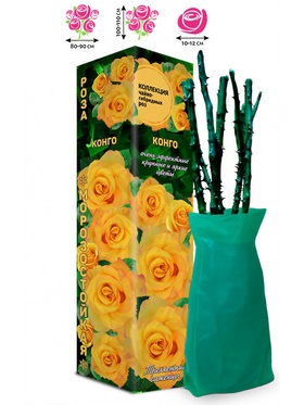 Саженец Роза чайно - гибридная «Конго», «Золотая Сотка Алтая», 1 шт., Весна 2026