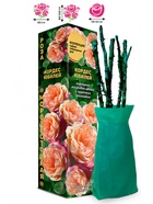 Саженец Роза Кордес Юбилей Чайно-гибридная, 1 шт. Весна 2026  (артикул 10921015)  большой выбор товаров оптом и в розницу по низким ценам с доставкой