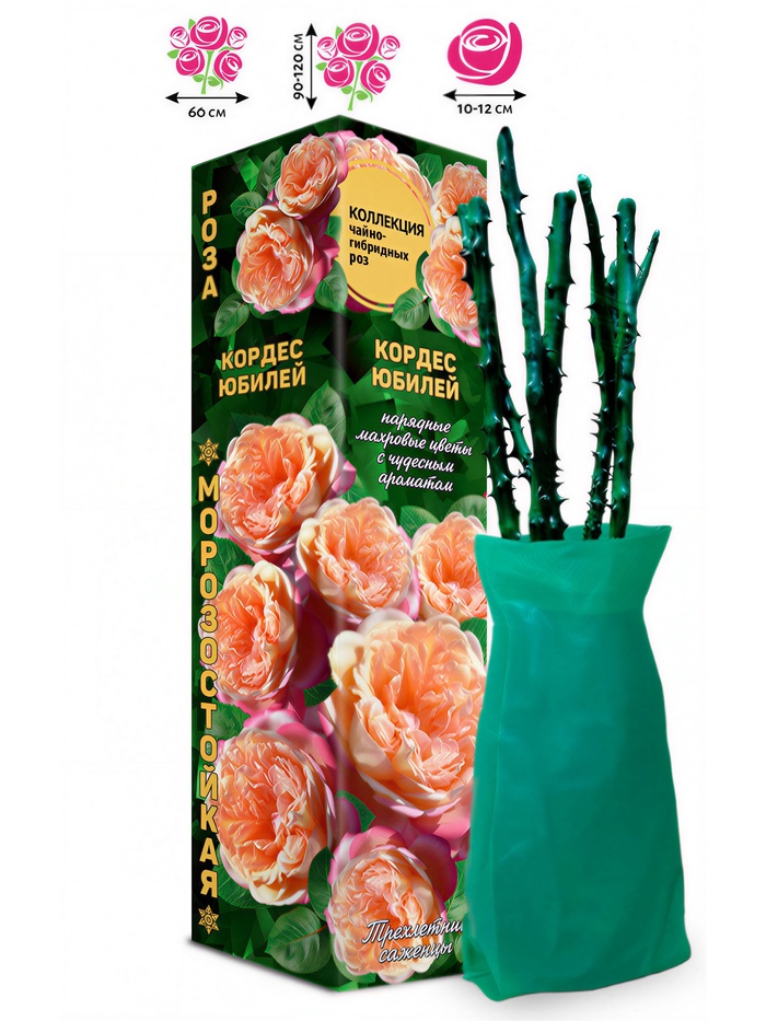 Саженец Роза чайно - гибридная «Кордес Юбилей», «Золотая Сотка Алтая», 1 шт., Весна 2026