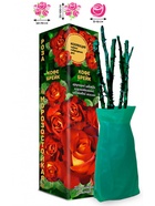 Саженец Роза Кофе Брейк Чайно-гибридная, 1 шт. Весна 2026  (артикул 10921016)  большой выбор товаров оптом и в розницу по низким ценам с доставкой