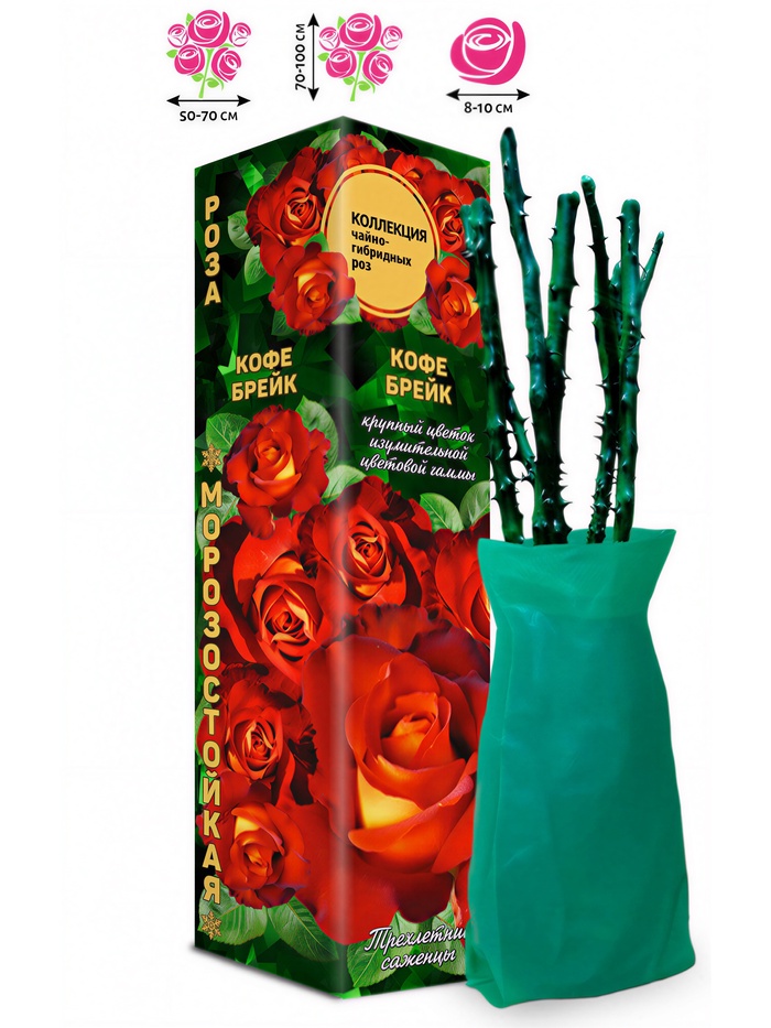 Саженец Роза чайно - гибридная «Кофе Брейк», 1 шт., Весна 2026 - Фото 1