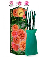 Саженец Роза Лав Ми Чайно-гибридная, 1 шт. Весна 2026  (артикул 10921017)  большой выбор товаров оптом и в розницу по низким ценам с доставкой