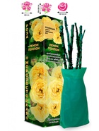 Саженец Роза Лемон Помпон Чайно-гибридная, 1 шт. Весна 2026  (артикул 10921019)  большой выбор товаров оптом и в розницу по низким ценам с доставкой