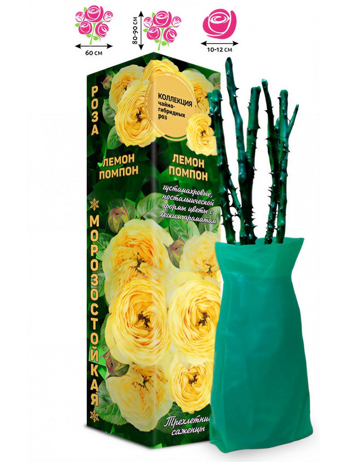 Саженец Роза чайно - гибридная «Лемон Помпон», 1 шт., Весна 2026 - Фото 1