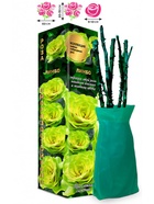 Саженец Роза Лимбо Чайно-гибридная, 1 шт. Весна 2026  (артикул 10921021)  большой выбор товаров оптом и в розницу по низким ценам с доставкой