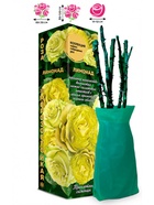 Саженец Роза Лимонад Чайно-гибридная, 1 шт. Весна 2026  (артикул 10921022)  большой выбор товаров оптом и в розницу по низким ценам с доставкой