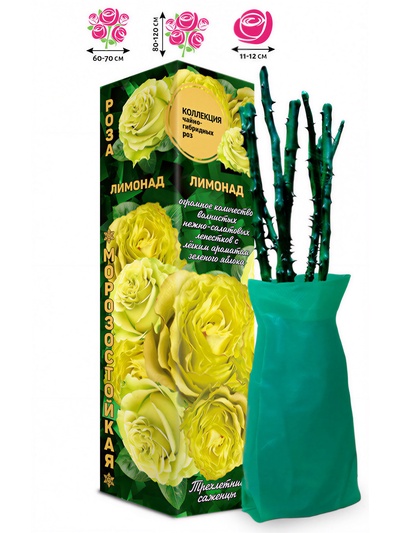 Саженец Роза чайно - гибридная «Лимонад», 1 шт., Весна 2026