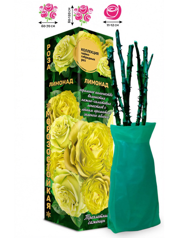 Саженец Роза чайно - гибридная «Лимонад», 1 шт., Весна 2026 - Фото 1