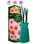 Саженец Роза Лондон Ай Чайно-гибридная-срезочная-пионовидная, 1 шт. Весна 2026  (артикул 10921023)  большой выбор товаров оптом и в розницу по низким ценам с доставкой