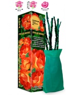 Саженец Роза Луи Де Финес Чайно-гибридная, 1 шт. Весна 2026  (артикул 10921024)  большой выбор товаров оптом и в розницу по низким ценам с доставкой