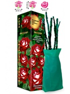 Саженец Роза Люксор Чайно-гибридная малиновая с белым, 1 шт. Весна 2026  (артикул 10921025)  большой выбор товаров оптом и в розницу по низким ценам с доставкой