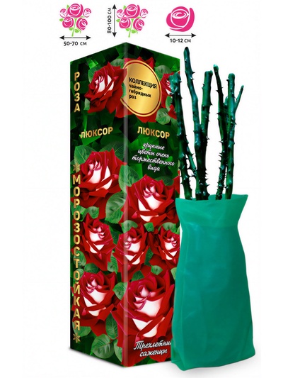 Саженец Роза чайно - гибридная «Люксор», малиновая с белым, 1 шт., Весна 2026