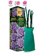 Саженец Роза Майнцер Фастнахт Чайно-гибридная, 1 шт. Весна 2026  (артикул 10921027)  большой выбор товаров оптом и в розницу по низким ценам с доставкой