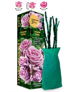 Саженец Роза Мами Блю Чайно-гибридная, 1 шт. Весна 2026  (артикул 10921029)  большой выбор товаров оптом и в розницу по низким ценам с доставкой