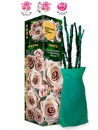 Саженец Роза Мента Чайно-гибридная, срезочная, 1 шт. Весна 2026  (артикул 10921032)  большой выбор товаров оптом и в розницу по низким ценам с доставкой