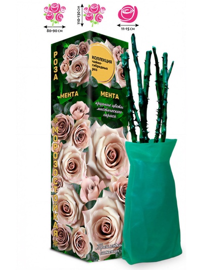 Саженец Роза Мента Чайно-гибридная, срезочная, 1 шт. Весна 2026