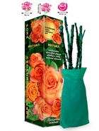 Саженец Роза Миракл Чайно-гибридная, 1 шт. Весна 2026  (артикул 10921033)  большой выбор товаров оптом и в розницу по низким ценам с доставкой