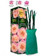 Саженец Роза Мисс Пигги Чайно-гибридная, 1 шт. Весна 2026  (артикул 10921034)  большой выбор товаров оптом и в розницу по низким ценам с доставкой