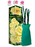 Саженец Роза Мондиаль Чайно-гибридная, 1 шт. Весна 2026  (артикул 10921035)  большой выбор товаров оптом и в розницу по низким ценам с доставкой