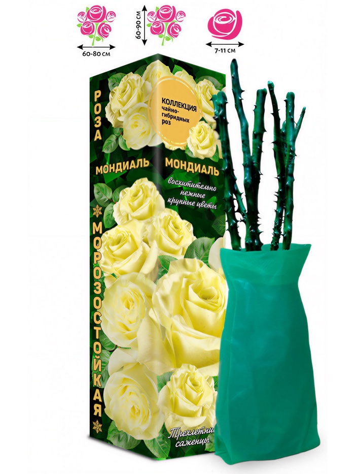 Саженец Роза чайно - гибридная «Мондиаль», 1 шт., Весна 2026 - Фото 1