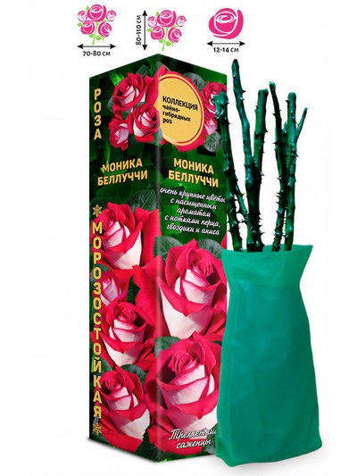 Саженец Роза чайно - гибридная «Моника Беллуччи», 1 шт., Весна 2026