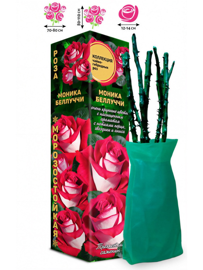 Саженец Роза чайно - гибридная «Моника Беллуччи», 1 шт., Весна 2026 - Фото 1