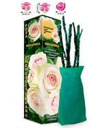 Саженец Роза Нихарика Чайно-гибридная, 1 шт. Весна 2026  (артикул 10921039)  большой выбор товаров оптом и в розницу по низким ценам с доставкой