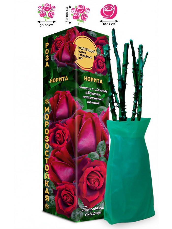 Саженец Роза чайно - гибридная «Норита», 1 шт., Весна 2026 - Фото 1