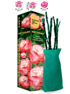 Саженец Роза Ностальжи Чайно-гибридная, 1 шт. Весна 2026  (артикул 10921042)  большой выбор товаров оптом и в розницу по низким ценам с доставкой