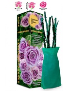 Саженец Роза Оушен Сонг Чайно-гибридная, 1 шт. Весна 2026  (артикул 10921043)  большой выбор товаров оптом и в розницу по низким ценам с доставкой