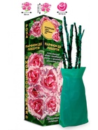 Саженец Роза Парфюм де Либерти Чайно-гибридная, 1 шт. Весна 2026  (артикул 10921044)  большой выбор товаров оптом и в розницу по низким ценам с доставкой