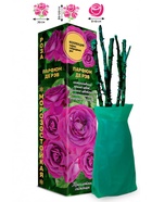 Саженец Роза Парфюм де Рэв Чайно-гибридная, 1 шт. Весна 2026  (артикул 10921045)  большой выбор товаров оптом и в розницу по низким ценам с доставкой