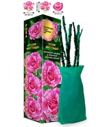 Саженец Роза Пинк Интуишн Чайно-гибридная, 1 шт. Весна 2026  (артикул 10921049)  большой выбор товаров оптом и в розницу по низким ценам с доставкой