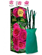 Саженец Роза Пинк Флойд Чайно-гибридная, 1 шт. Весна 2026  (артикул 10921052)  большой выбор товаров оптом и в розницу по низким ценам с доставкой